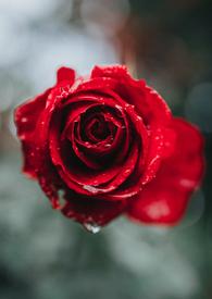 浪漫玫瑰园手机版