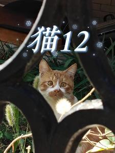 猫12色25色是什么意思