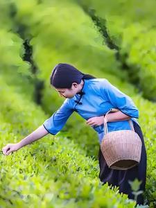 荷叶全文免费阅读