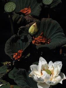 转入尖子班的日常在线阅读